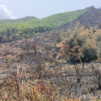 宾阳3人因扫墓失火引发森林火灾，被采取强制措施